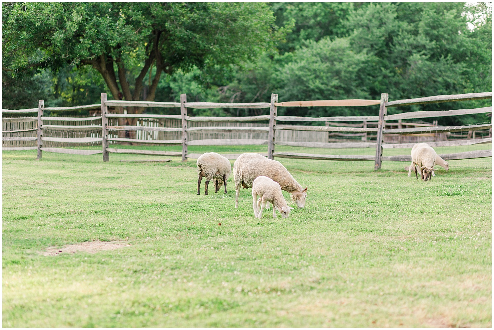 crump park engagement session