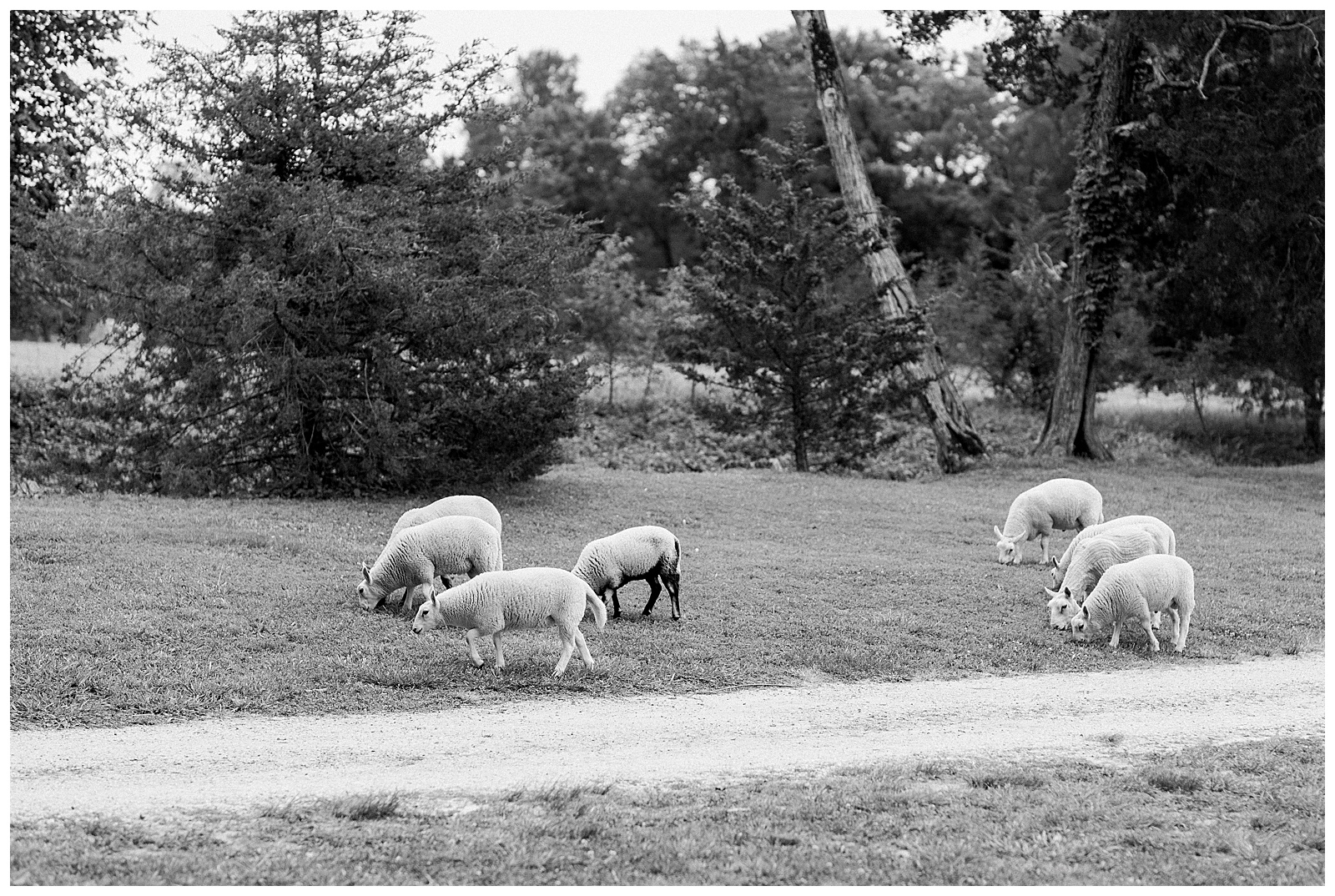 Historic Tuckahoe sheep grazing
